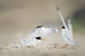 A pair of adult least terns flap their wings at each other least tern,tern,terns,action,adult,baby,beach,chick,early,eating,fish,flapping,green,interaction,morning,sand,white,wings,Sternula antillarum,BIRDS,Least Tern,animal,baby animal,baby bird,black,ground
