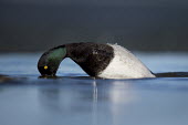 A male lesser scaup prepares for a dive in search of food beneath a river in winter bird,birds,duck,ducks,scaup,Lesser Scaup,Waterfowl,diving,eye,grey,green,iridescent,swimming,water,water drops,water level,white,Lesser scaup,Aythya affinis,Aves,Birds,Chordates,Chordata,Ducks, Geese,