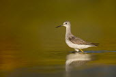 A lesser yellowlegs wades in the shallow water early in the morning Lesser legs,Portrait,bird,birds,wader,coastal,wetland,sandpiper,brown,close,detail,early,morning,red,reflection,sunny,tan,wading,walking,water,water level,white,Lesser yellowlegs,Tringa flavipes,Cicon