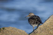 A purple sandpiper stands on a jetty rock with a smooth blue water background on a bright sunny day blue,Purple sandpiper,sandpiper,shorebird,birds,bird,Animalia,Chordata,Aves,Charadriiformes,Scolopacidae,Calidris maritima,bright,brown,grey,jetty,orange,rock,smooth background,sunny,water,BIRDS,Blue,