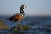 A single harlequin duck drake stands on a rock exposed out of the water on a bright sunny day Harlequin Duck,Waterfowl,brown,drake,duck,grey,green,horizon,jetty,male,morning,perched,regal,rock,rust colour,seaweed,sky,splash,standing,striking,sunny,water,water drop,water level,wet,white,Histrio