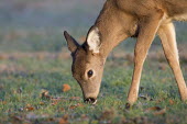 A yearling whitetail deer feeds in a small field just as the morning sun shines on its fur brown,deer,doe,fur,green,white,whitetail deer,White-tailed deer,Odocoileus virginianus,Mammalia,Mammals,Even-toed Ungulates,Artiodactyla,Cervidae,Deer,Chordates,Chordata,Toy deer,Key deer,Cariacú,Ven