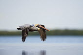 A brown pelican flies low over the calm water on a overcast day showing off its yellow head and orange bill blue,Brown Pelican,pelican,birds,brown,feathers,flying,green,orange,overcast,reflection,soft light,water,water level,white,wings,Brown pelican,Pelecanus occidentalis,Ciconiiformes,Herons Ibises Storks