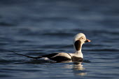 A drake long-tailed duck swims on the blue water in the early morning sunlight showing of its long tail blue,Long-Tailed Duck,Waterfowl,bill,drake,duck,grey,handsome,male,morning,pattern,pink,reflection,striking,sunny,swimming,tail,water,water level,white,bird,birds,Long-tailed duck,Clangula hyemalis,Lo