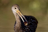 A limpkin stands in shallow water after pulling a shellfish out of the water and holding it in its bill Animalia,Chordata,Aves,Gruiformes,Aramidae,Aramus guarauna,limpkin,bird,birds,wader,wetland,Portrait,brown,close,eating,feeding,green,shell,shellfish,sunlight,water drop,white,Limpkin,BIRDS,Florida,an