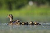 A female mallard swims along with a group of young baby bird chicks swimming in a pond on a sunny day Mallard,Waterfowl,baby,brown,cute,duck,ducklings,family,green,group,pond scum,purple,small,sunny,swimming,water,water level,Anas platyrhynchos,Mallard duck,Anseriformes,Chordates,Chordata,Ducks, Geese