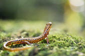 An orange and black long Tailed salamander looks around on green moss Long Tailed Salamander,amphibian,colourful,green,macro,moss,orange,salamander,small,spots,tiny,Animalia,Chordata,Amphibia,Caudata,Plethodontidae,Eurycea longicauda,Longtail Salamander,black,colorful,w