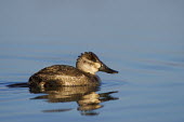 A ruddy duck in the early morning sun as it swims on calm water showing its reflection blue,Ruddy duck,duck,bird,birds,waterfowl,Animalia,Chordata,Aves,Anseriformes,Anatidae,Oxyura jamaicensis,brown,calm,cute,reflection,small,sunny,swimming,water,water level,wet,Chordates,Waterfowl,Bird