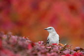 A Northern mockingbird's grey drab colour stands out against a brightly coloured red and orange background of fall coloured leaves colourful,fall colours,grey,orange,perched,red,white,Animalia,Chordata,Aves,Passeriformes,Mimidae,Northern mockingbird,mockingbird,bird,birds,Mimus polyglottos,BIRDS,Northern Mockingbird,animal,black,