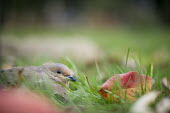 A mourning dove sits low in the grass trying to hide with brightly coloured leaves around it Mourning Dove,brown,eye,fall colours,grass,grey,green,ground,leaf,leaves,orange,red,dove,bird,birds,Zenaida macroura,Mourning dove,Pigeons, Doves,Columbidae,Pigeons and Doves,Columbiformes,Aves,Birds,