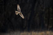 A Northern harrier flies with its wings and tail spread in front of a nearly black background on a bright sunny day Marsh Hawk,harrier,bird of prey,raptor,hawk,backlight,brown,dark,dramatic,feathers,field,flying,glow,pattern,sunny,tail,trees,white,wings,Northern harrier,Circus cyaneus,Accipitridae,Hawks, Eagles, Ki