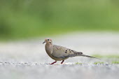 A mourning dove walks across a stone road with a smooth green background on an overcast day Mourning Dove,brown,grey,green,ground,overcast,red,road,smooth background,soft light,walking,dove,bird,birds,Zenaida macroura,Mourning dove,Pigeons, Doves,Columbidae,Pigeons and Doves,Columbiformes,Av