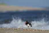 An American oystercatcher stands on a shell and pebble covered beach as a wave crashes in the background on a bright sunny morning oystercatcher,bird,birds,shorebird,coast,coastal,blue,New Jersey,beach,brown,crashing,grey,ocean,orange,sand,water,waves,white,American oystercatcher,Haematopus palliatus,Ciconiiformes,Herons Ibises S