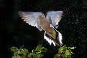 A mourning dove flies over a bunch of green holy against a black background in the rain Mourning Dove,backlight,bird feeder,brown,dramatic,feathers,flash,flying,grey,green,holly,holly landing,motion,motion blur,pink,rain,red,wings,dove,bird,birds,Zenaida macroura,Mourning dove,Pigeons, D