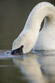 A mute swan dips its bill under water creating bubbles on the surface Mute Swan,Waterfowl,bubbles,curve,duck,eye,reflection,swimming,water,water level,white,swan,swans,bird,birds,Cygnus olor,Mute swan,Aves,Birds,Chordates,Chordata,Anseriformes,Ducks, Geese, Swans,Anatid