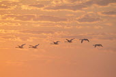 A small flock of mute swans fly into the orange and yellow sunrise early one morning Mute Swan,Waterfowl,beach,clouds,duck,early,flock,flying,group,morning,orange,pink,sand,sunrise,white,wings,swan,swans,bird,birds,Cygnus olor,Mute swan,Aves,Birds,Chordates,Chordata,Anseriformes,Ducks