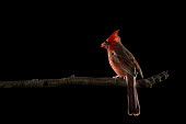 A bright red male Northern cardinal perches on a branch in front of a solid black background cardinal,bird,birds,bird feeder,dramatic,external flash,feeder,flash,male,off camera flash,perched,red,seeds,Northern cardinal,Cardinalis cardinalis,Cardinalidae,Cardinals,Chordates,Chordata,Aves,Bird