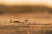 An endangered least tern settles in on her nest on a sandy beach as the sun rises behind her least tern,tern,terns,backlight,beach,branches,brown,early,glow,morning,orange,sand,stick,sunrise,white,Sternula antillarum,BIRDS,Least Tern,animal,black,ground level,low angle,wildlife,yellow