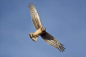 A female Northern harrier flies close by on a bright sunny afternoon with a blue sky background blue Sky,Marsh Hawk,harrier,bird of prey,raptor,hawk,bright,brown,feathers,female,flying,pattern,sunny,white,wings,Northern harrier,Circus cyaneus,Accipitridae,Hawks, Eagles, Kites, Harriers,Chordates