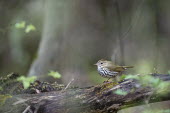 An ovenbird perches on a log with some moss growing on it in the forest with soft overcast light Ray Hennessy bird,birds,warbler,brown,forest,green,leaves,moss,orange,overcast light,perched,spring,tree,white,Ovenbird,Seiurus aurocapilla,Aves,Birds,Perching Birds,Passeriformes,Chordates,Chordata,Parulidae,Wood-Warblers,South America,Forest,Animalia,North America,Least Concern,IUCN Red List,Omnivorous,Seiurus,Broadleaved,Terrestrial,Flying,Temperate,BIRDS,Log,WARBLERS,animal,black,wildlife