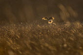 A Northern harrier hovers in the golden evening sunlight in a large open field while hunting for a meal Marsh Hawk,harrier,bird of prey,raptor,hawk,backlight,brown,evening,feathers,female,field,flying,glow,grass,hovering,sunny,tail,white,wings,winter,Northern harrier,Circus cyaneus,Accipitridae,Hawks, E