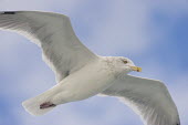 A herring gull flies overhead with a soft blue sky and cloudy background blue,blue Sky,Herring Gull,Pelagic,clouds,flying,overhead,soft light,white,wings,Herring gull,BIRDS,Blue,Blue Sky,animal,delaware,nature,wildlife,yellow