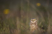 A Florida burrowing owl stands in an open field with a couple of yellow flowers in the background owl,owls,predator,raptor,bird,birds,bird of prey,brown,cute,evening,eyes,sunlight,white,Burrowing owl,Athene cunicularia,True Owls,Strigidae,Aves,Birds,Owls,Strigiformes,Chordates,Chordata,Speotyto cu