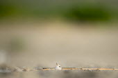 A small and cute least tern chick is peeking its head up from the sandy beach on a sunny morning least tern,tern,terns,baby,beach,chick,cute,green,peeking,sand,small,tiny,Sternula antillarum,BIRDS,Least Tern,animal,baby animal,baby bird,ground level,low angle,wildlife