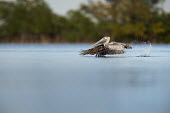 A juvenile brown pelican takes off out of the water creating a large splash behind it with its feet blue,Brown Pelican,pelican,birds,action,brown,feet,flying,green,juvenile,movement,orange,running,scenic,soft light,splash,take off,trees,water,water level,white,wings,Brown pelican,Pelecanus occidenta