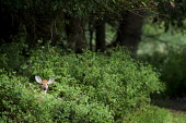 A small whitetail deer peeks out from behind some bright green bushes brown,bushes,deer,green,hiding,peeking,plants,whitetail deer,White-tailed deer,Odocoileus virginianus,Mammalia,Mammals,Even-toed Ungulates,Artiodactyla,Cervidae,Deer,Chordates,Chordata,Toy deer,Key de