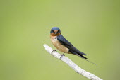 An adult barn swallow sits perched on a light branch against a smooth green background Barn swallow,swallow,bird,birds,blue,New Jersey,Portrait,SWALLOWS,brown,green,orange,smooth background,soft light,staring,stick,Hirundo rustica,Swallow,Chordates,Chordata,Perching Birds,Passeriformes,