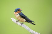 A barn swallow is perched on a small branch in front of a smooth green background with soft overcast light Barn swallow,swallow,bird,birds,blue,New Jersey,Portrait,SWALLOWS,colourful,green,orange,smooth background,soft light,Hirundo rustica,Swallow,Chordates,Chordata,Perching Birds,Passeriformes,Aves,Birds