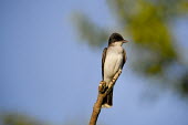 An Eastern kingbird perches on a brown branch in front of a blue sky on a bright sunny day blue sky,brown,feet,perched,regal,stick,sunny,white,kingbird,bird,birds,Eastern kingbird,Tyrannus tyrannus,Eastern Kingbird,Perching Birds,Passeriformes,Aves,Birds,Tyrant Flycatchers,Tyrannidae,Chorda
