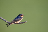 A barn swallow is perched on a small branch as the soft morning sun lights up the bird in front of a smooth green background Barn swallow,swallow,bird,birds,blue,SWALLOWS,Summer,brown,early,morning,orange,perched,sunlight,warm,Hirundo rustica,Swallow,Chordates,Chordata,Perching Birds,Passeriformes,Aves,Birds,Swallows,Hirund