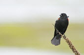 A red-winged Blackbird perches on a plant in front of a smooth background on an overcast day Red-Winged Blackbird,blackbird,bird,birds,green,overcast,perched,plant,red,smooth background,soft light,Agelaius phoeniceus,Red-winged blackbird,Chordates,Chordata,Aves,Birds,Perching Birds,Passerifor