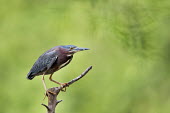 A green heron perches on a dead tree in front of a bright green background with soft overcast lighting Green Heron,brown,green,legs,perched,soft light,stick,tree,white,Butorides virescens,Green heron,Chordates,Chordata,Herons, Bitterns,Ardeidae,Ciconiiformes,Herons Ibises Storks and Vultures,Aves,Birds
