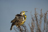 An Eastern meadowlark perches in grasses with its feathers all fluffed up from the wind with a smooth blue background blue Sky,Eastern Meadowlark,brown,feathers,fluffed,fluffy,grey,perched,smooth background,soft light,sunny,white,Eastern meadowlark,Sturnella magna,Chordates,Chordata,Blackbirds,Icteridae,Perching Bird
