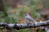 A dark-eyed Junco is perched on a textured branch in a forest with soft overcast lighting junco,birds,bird,bark,cute,grey,green,ground,overcast,perched,small,soft light,texture,tree,white,Dark-eyed junco,Junco hyemalis,Chordates,Chordata,Perching Birds,Passeriformes,Aves,Birds,Emberizidae,