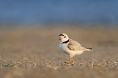 A cute adult piping plover stands on a sandy beach as the early morning sun shines on it plover,bird,birds,shorebird,Piping Plover,beach,brown,cute,early,grey,morning,ocean,orange,sand,small,standing,sunny,tan,tiny,water,white,Piping plover,Charadrius melodus,Aves,Birds,Charadriiformes,Sh
