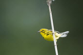 A prairie Warbler hangs onto a phragmite reed in front of a green background with soft overcast light Prairie warbler,warbler,green,overcast,perched,phragmites,soft light,Animalia,Chordata,Aves,Passeriformes,Parulidae,Setophaga discolour,bird,birds,Setophaga discolor,BIRDS,Prairie Warbler,WARBLERS,ani
