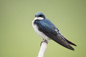An iridescent adult tree swallow sits perched on a light branch blue,swallow,bird,birds,Tree Swallow,adult,green,iridescent,male,overcast light,perched,smooth background,tree,turquoise,white,wood,Tree swallow,Tachycineta bicolor,Chordates,Chordata,Aves,Birds,Swall