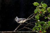A tufted titmouse perched on a branch of holly against a black background in the rain Tufted Titmouse,berries,bird feeder,dramatic,flash,grey,green,perched,rain,white,Baeolophus bicolor,Tufted titmouse,Perching Birds,Passeriformes,Chickadees, Titmice,Paridae,Aves,Birds,Chordates,Chorda