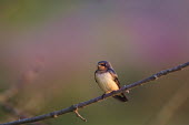 A barn swallow perched in the early morning sunlight on a small branch Barn Swallow,blue,swallow,brown,early,green,morning,orange,perched,purple,sun,sunlight,white,bird,birds,Hirundo rustica,Swallow,Chordates,Chordata,Perching Birds,Passeriformes,Aves,Birds,Swallows,Hiru