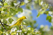 A bright yellow warbler is perched on a branch of white flowers and green spring leaves on a very sunny day blue Sky,American Yellow Warbler,Golden Warbler,Yellow Warbler,bird,birds,Animalia,Chordata,Aves,Passeriformes,Parulidae,Setophaga petechia,Warbler,brown,flowers,green,leaves,perched,spring,white,Amer