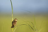 A seaside sparrow perches in a split pose and looks back over its shoulder blue Sky,Seaside Sparrow,bright,brown,grass,marsh grass,morning,perched,pose,smooth background,split,sunny,Animalia,Chordata,Aves,Passeriformes,Passerellidae,Ammospiza maritima,sparrow,bird,birds,Seas