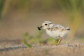 A cute, tiny and endangered piping plover chick holding a large fly in its bill plover,bird,birds,shorebird,Piping Plover,adorable,beach,brown,chick,cute,early,eating,fluffy,fly,grass,grey,green,insect,morning,orange,sand,sunny,tan,tiny,white,Piping plover,Charadrius melodus,Aves