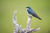 A male tree swallow is perched on a large piece of driftwood blue,swallow,bird,birds,Tree Swallow,driftwood,green,male,perched,smooth background,soft light,tree,turquoise,white,wood,Tree swallow,Tachycineta bicolor,Chordates,Chordata,Aves,Birds,Swallows,Hirundi
