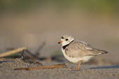 An endangered adult piping plover stands on a sandy beach on a bright sunny morning plover,bird,birds,shorebird,Piping Plover,beach,brown,early,grey,green,morning,orange,sand,sunny,tan,white,Piping plover,Charadrius melodus,Aves,Birds,Charadriiformes,Shorebirds and Terns,Charadriidae