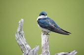 An iridescent adult tree swallow sits perched on a light branch blue,swallow,bird,birds,Tree Swallow,adult,green,iridescent,male,overcast light,perched,smooth background,tree,turquoise,white,wood,Tree swallow,Tachycineta bicolor,Chordates,Chordata,Aves,Birds,Swall