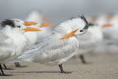 A royal tern stands on a sandy beach preening and cleaning its feathers with a flock of other terns around it tern,seabirds,bird,birds,gull,beach,cleaning,flock,grey,group,orange,preening,sand,sunny,white,Royal tern,Sterna maxima,Charadriiformes,Shorebirds and Terns,Laridae,Gulls, Terns,Chordates,Chordata,Ave